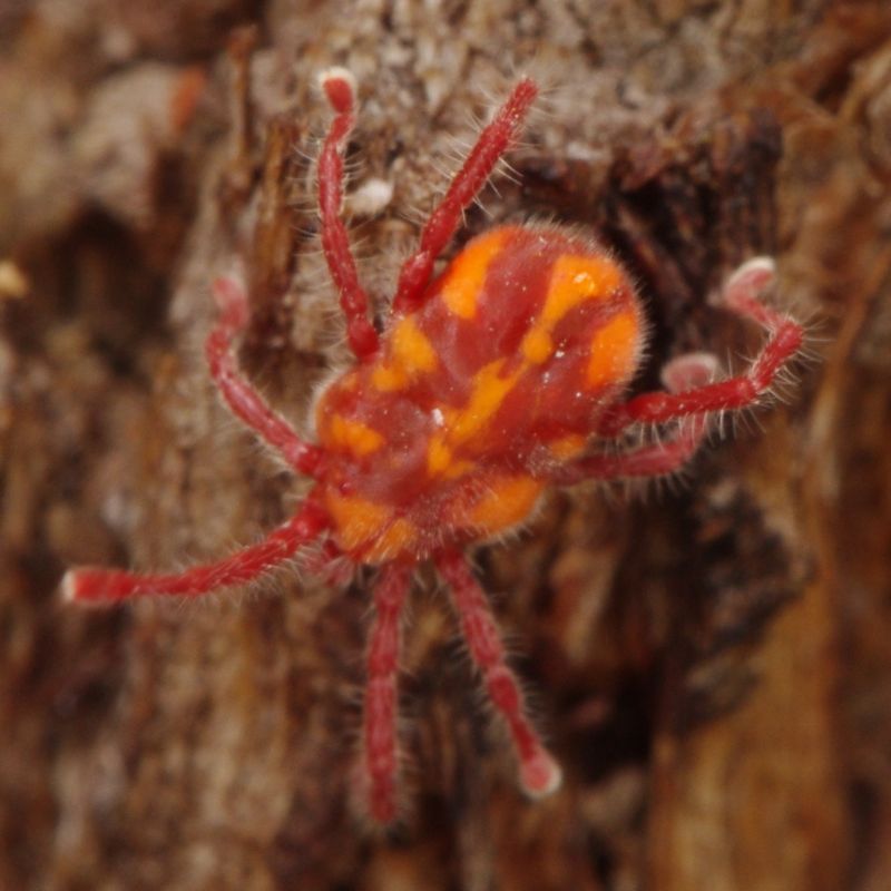 mite